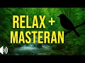 Download Lagu Suara Alam Tenang | Gemericik Air \u0026 Kicau Burung Masteran