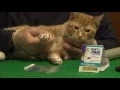 Download Lagu How to Apply Soft Paws Nail Caps to a Cat