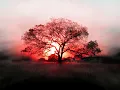 Ludovico Einaudi - Primavera
