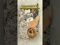 Download Lagu funny moments of the hamster breeding process #hamster