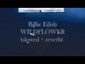 Download Lagu Billie Eilish - Wildflower (Perfectly Slowed + Reverb 'Ethereal')