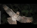 Common Potoo