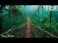 Download Lagu Rustgevende muziek voor de zenuwen 🌿 Helende muziek voor het hart, de bloedvaten en ontspanning