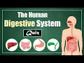 The Human Digestive System Quiz for Kids Learn About Digestive Organs Their Functions