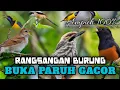 Download Lagu SUARA BURUNG || TERAPI PAGI DAN MALAM HARI UNTUK SEMUA JANIS BURUNG
