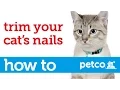 How to Cut Your Cat s Nails Petco