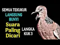 Download Lagu Tekukur derkuku kuk 3 lokale gacor suara besar - raja tekukur hutan tua