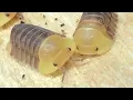 Rubber Ducky Isopod UPDATE