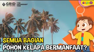 Download Deretan Manfaat Pohon Kelapa untuk Kehidupan Manusia - Fakta Menarik MP3