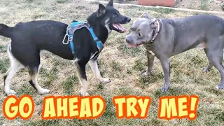 Talking Pitbull Meets A German Shepherd! Instantly Become Best Friends! 