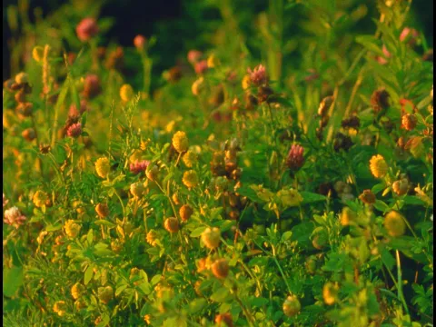 Small Mountains (16mm, trailer)