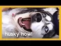 Husky Howl The Pet Collective