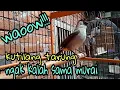 Download Lagu Burung kutilang tarung bongkar isian