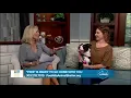 Pixie from Foothills Animal Shelter Is Ready to Find Her Fur-Ever Home