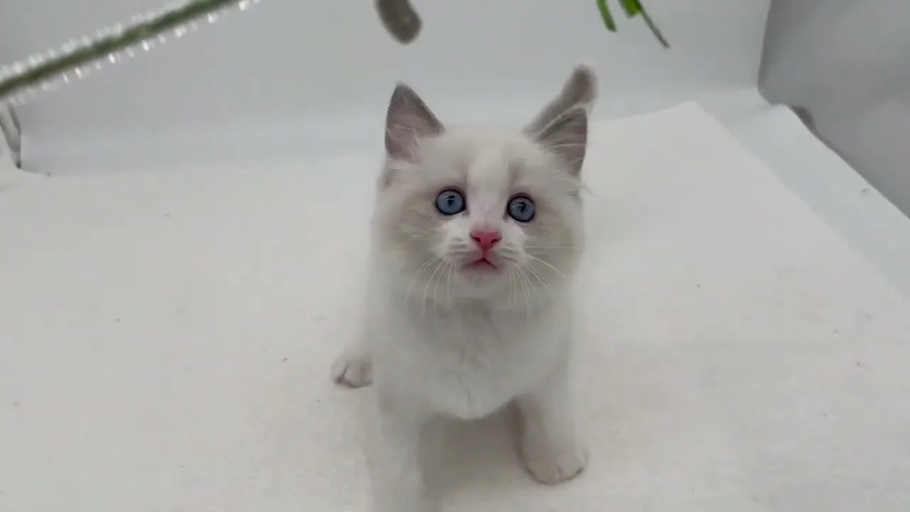 動画
