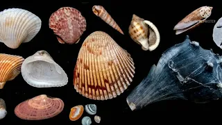 aje olokun wealth from the ocean 2