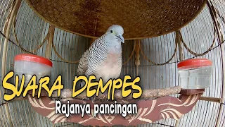 Download Suara burung perkutut ini kecil Semua baklan bunyi klo medenger suaranya MP3