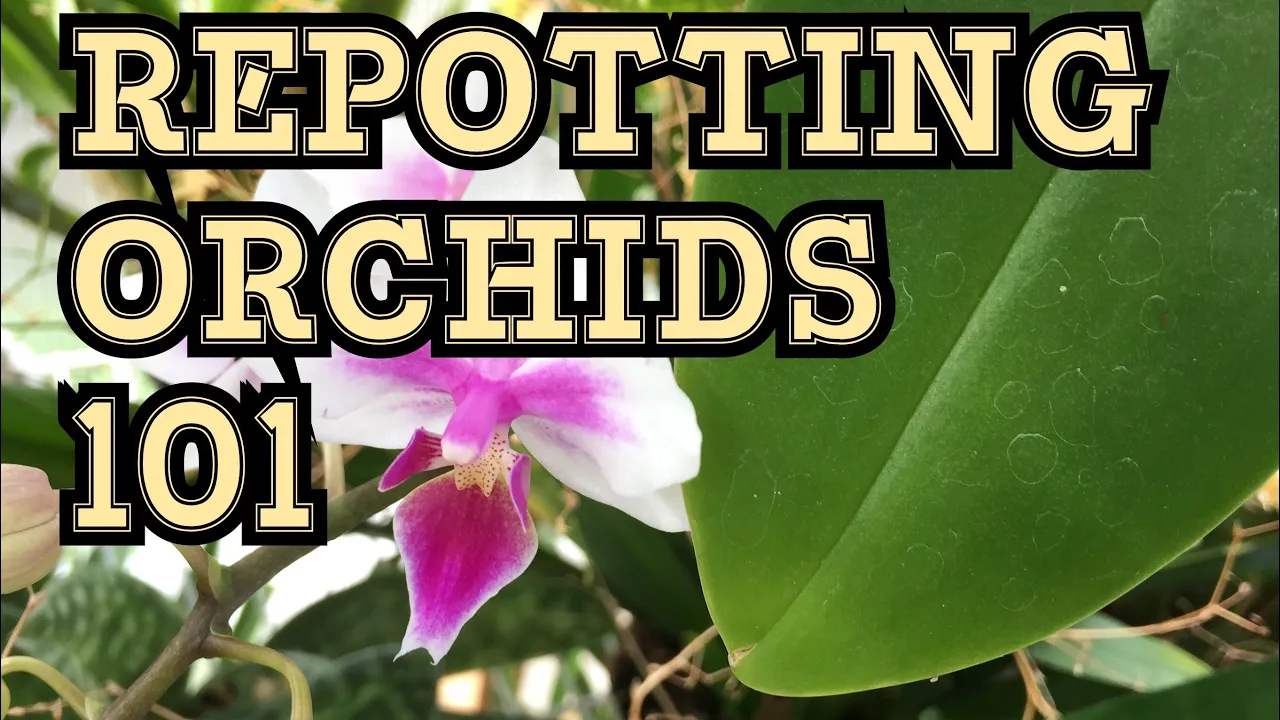 ORCHID CARE: GREAT POTTING MIXES FOR PHALAENOPISIS CATTLEYA DENDROBIUM CIMBIDIUMS AND MORE
