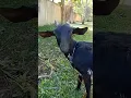 Download Lagu Suara kambing betina #kambing #viral #shorts