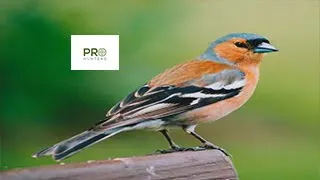 Common Chaffinch Call Birds Sounds 2022 صوت طائر الصلونج  Common Chaffinch Call Birds Sounds 2022 صوت طائر الصلونج