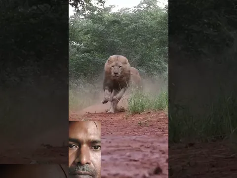 lion 🦁 attitude 😁 shorts 😁 video #youtubeshorts #funny #animals #lion #shortvideos #shorts #trending