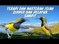 Lagu Terapi dan masteran sogon materi zipper dan pelatuk sampit terlaris 2023