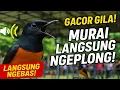 Download Lagu Suara asli murai batu full 3 jam Gacor cocok buat pancingan agar burungmu cepat bunyi