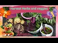 Download Lagu Harvesting vegetables and hardy herbs