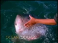 Download Lagu Man Pets a Great White Shark from the side of a Boat