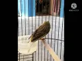 mikat burung trucukan dan burcil