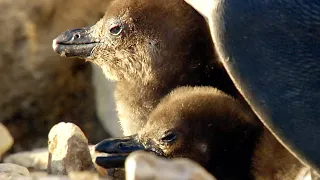 Download Rescuing Penguin Chicks In South Africa | BBC Earth Witness | BBC Earth MP3