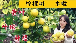 Fruit Tree Lemon Tree Pruning Pests And Diseases Tell From Yellow Leaves Variety Lemon Trees 