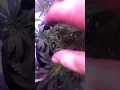 Auto flower led grow