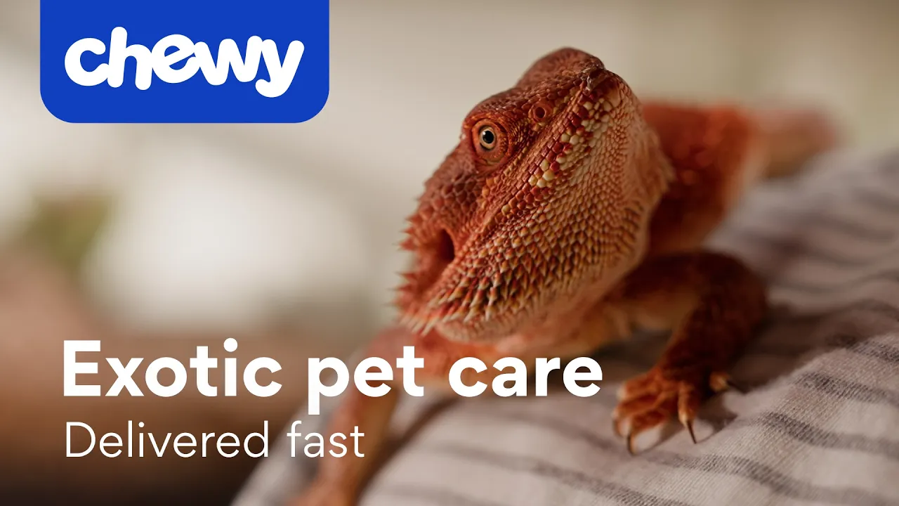 Chewy — Chewy: Everything for Every Animal (YouTube video ad)