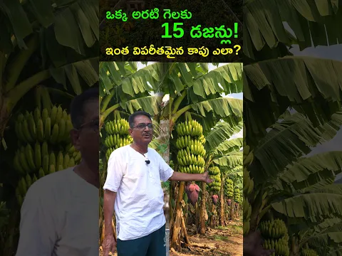 ఒక్క అరటి గెలకు 15 డజన్లు!  🍌🍌🍌 ఇంత విపరీతమైన కాపు ఎలా సాధ్యమైంది? @Raitunestham