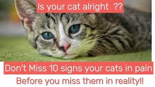 10 Clear Signs Your Cat is in Pain. Do not miss this video before you lose your cats in reality !