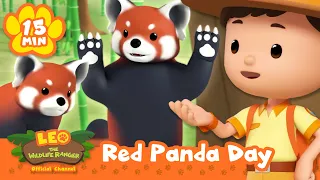 Celebrate International Red Panda Day with Leo the Wildlife Ranger! | Learning Animal Cartoons