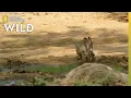 Harris s Hawks Hunt a Jackrabbit The Desert Sea