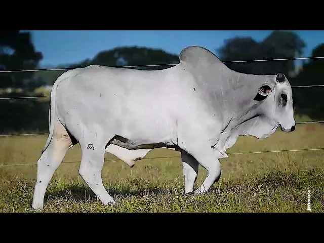 Touro Nelore FDY - 133