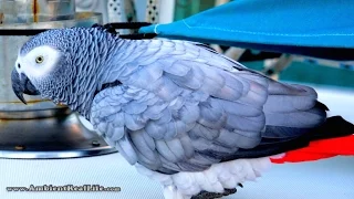 NEW!  First 4K Ultra HD Scenes from new Sony AX-100 Video Camera!  In British Virgin Isl, CARIBBEAN