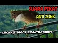 Download Lagu SUARA CUCAK JENGGOT SUMATRA RIBUT AMPUH  BUAT PIKAT