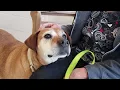 January Pets of the Month Butler County Humane Society