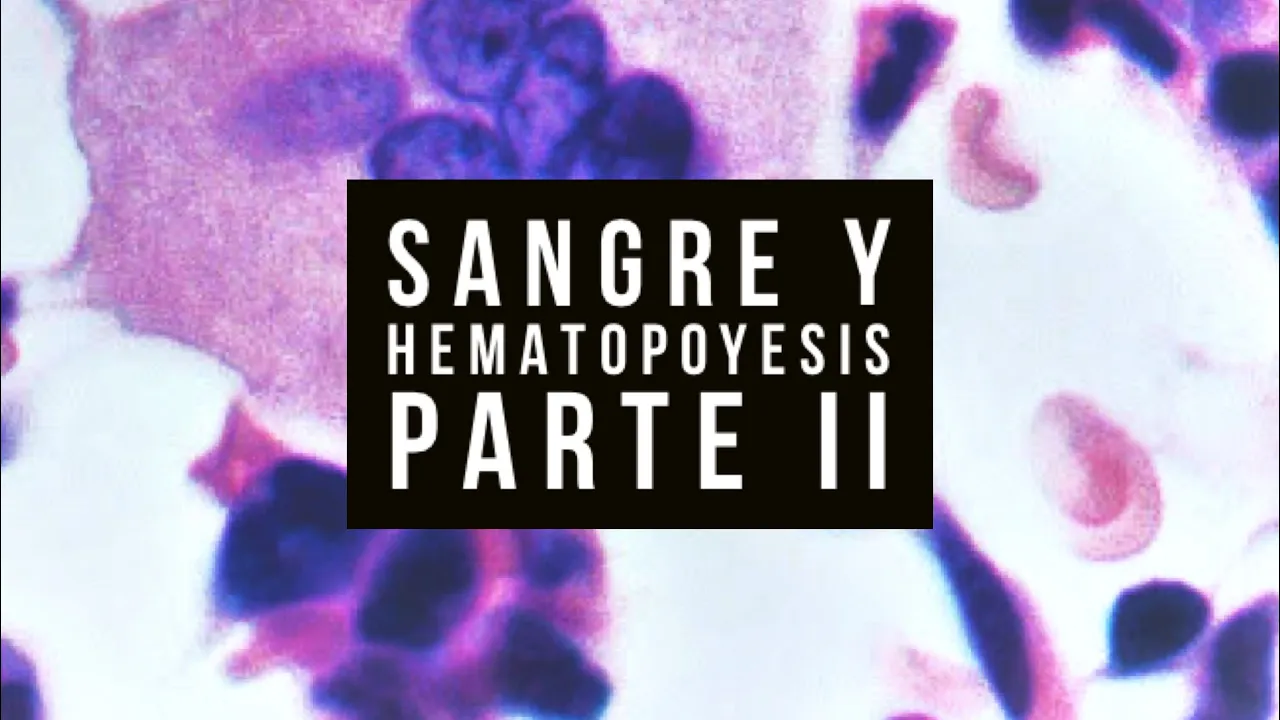 🩸SANGRE Y HEMATOPOYESIS - Parte II