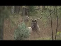 Rocky Mountain elk seen in the Central Valley