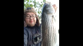 Sacramento River Striper Fishing - My First Striper of the year