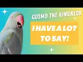 Download Lagu Cosmo's Chat Show: The Ultimate Talking Indian Ringneck Compilation