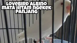 Download lovebird Albino mata hitam ngekek panjang MP3