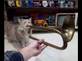 Cat plays fukashigi no trumpet