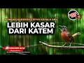 Download Lagu 🔴 Masteran Lebih Kasar Dari Kapas Tembak Full Breen Tembakan Kasar Tepus Kepala Abu Abu Gacor