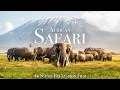 Download Lagu African Safari 4K - Scenic Wildlife Film With African Music